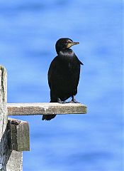 Little Pied Cormorant